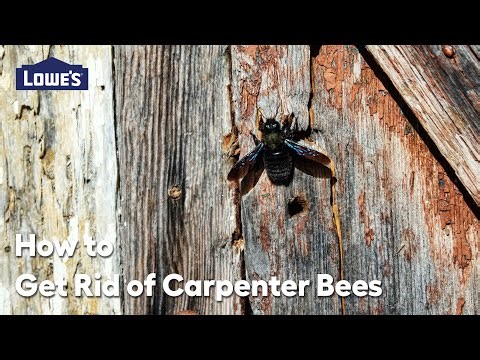 How to Get Rid of Carpenter Bees: Video Guide