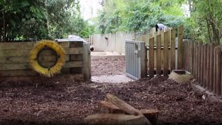 The Oxford sandy and black pig is one of the oldest British pig breeds, existing for 200-300 years🐖 This breed has reached the possibility of extinction twice within it’s history. However, with the help of dedicated breeders the Oxford sandy and black pig population increased. Our Animal Care Team share some interesting facts about our male, Wilbur, in the video below. | Colchester Zoo