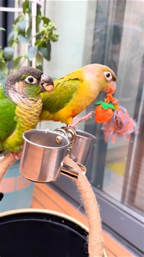 Two Conures, One Tiny Toy! 🍓🧶 #shorts #birds #parrot #ytshorts