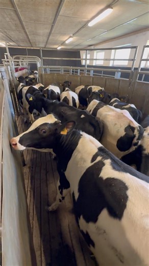 Young Holstein Heifers. #damızlık #düve #inek #sütineği #büyükbaş #hayvancılık #holstein #sütçülük