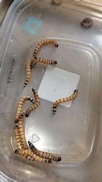 60+ Superworms ready to pupate! Harvesting superworms from isolation #superworms #superworm