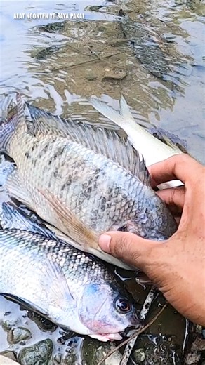 PAKAI CARA INI DIJAMIN GAK BONCOS 🎣 Mancing Ikan Hasilnya Langsung Dimakan Di Sungai Dalam Hutan