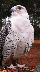 182K views · 4.4K reactions | The gyrfalcon is the largest and most powerful falcon in the world, reigning over the icy skies of the Arctic.  #falcon #birds #gyrfalcon #PetCare #wildlife #naturelovers #petfriendly #knowanytime | Know Anytime | Facebook