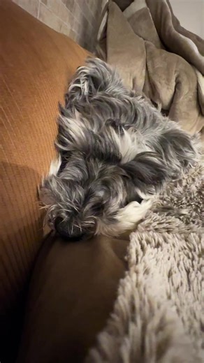 今日も一日遊んだね〜 #ミニチュアシュナウザー #チクワ #犬と一緒の暮らし #同化してる #おやすみ