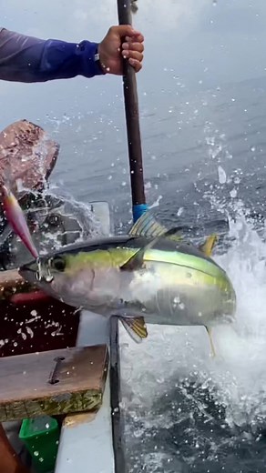 Exploring Tanzania's Best Fishing Charters for Yellowfin Tuna
