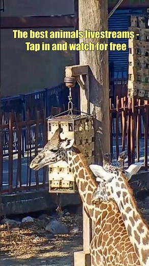 The best animal livestreams for FREE from famous Zoos and Aquariums