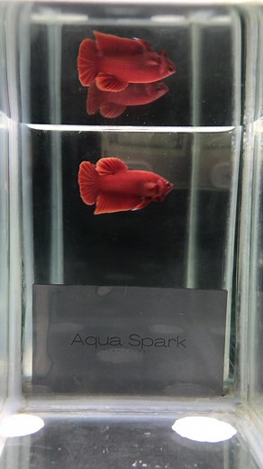 Hmpk Super Red 🔴 | Aqua Spark