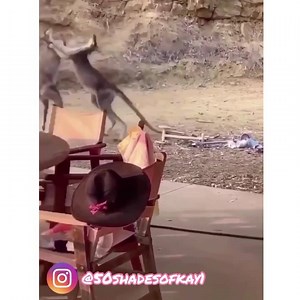 491K views · 17K reactions | I seriously could be a voiceover actor  Here’s a animal compilation for you guys ❤️ | Katie Wilson | Facebook