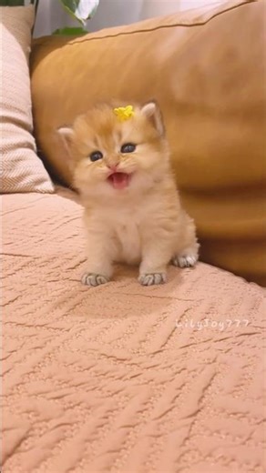 a tiny step from a baby kitten🐾