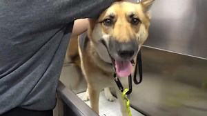 Husky vrs the German Shepherd | Girl With The Dogs