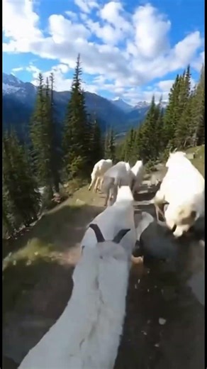 Goats POV: Relax and Watch | #goat #chill #asmr