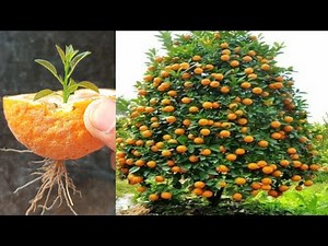 How to grow orange tree from orange fruit,, growing orange tree from leaves