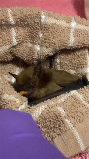 🦇Wild Souls is rehabilitating many bats ! .Missouri is home to 14 bat species, all of which are insectivores, playing a vital role in controlling insect populations. These nocturnal creatures are the only mammals capable of true flight and utilize echolocation for navigation and hunting 🦇Insect Control:Bats are crucial for controlling insect populations, consuming millions of insects nightly, including mosquitoes, moths, and beetles. Unique Adaptations:Bats are the only mammals capable of powe