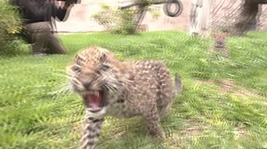 Lima zoo welcomes adorable leopard cubs