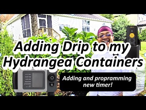 Finally! Installing Drip Irrigation in my Hydrangea Containers and Tree Line Garden!