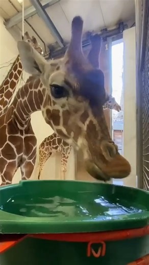 Ever seen a giraffe drink water? You're welcome. 😏 Tiktok🎥-@ northcarolinazoo | Giraffe Beauty