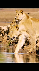 37K views · 938 reactions | Animals HD on Reels | Facebook