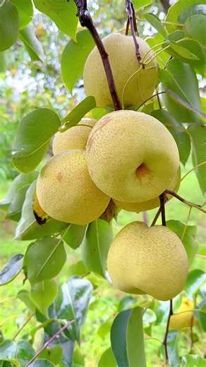 Menikmati Pir Segar dari Kebun Sendiri