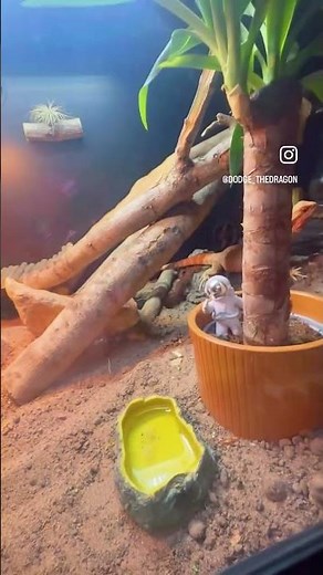 See the World’s Happiest Bearded Dragon 🦎 How to Bond with Your Reptile #BeardedDragon #funnyvideo