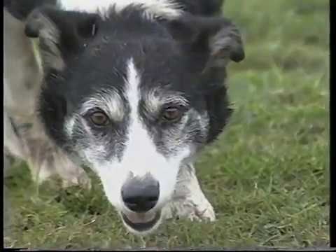 British Bird Dog Basics: How to Train Pointing Dogs by the British System (1997)