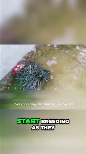 Koi Fish Breeding: Selecting the Perfect Pair