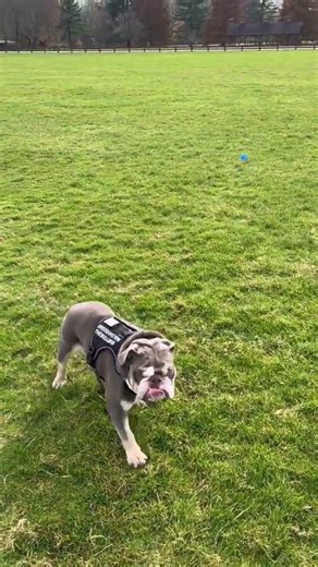 What It’s Like to Play Fetch With Reddington 😂🐶