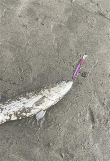 Surf Fishing Techniques for Striped Bass in San Francisco