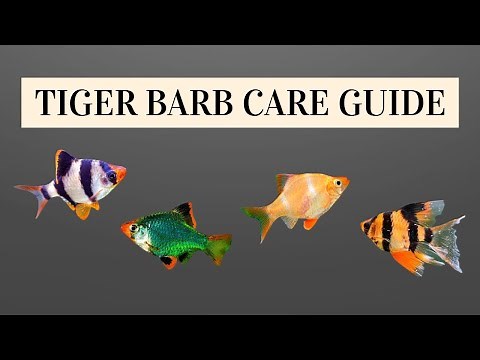 TIGER BARB CARE GUIDE