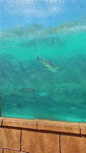 Predator Lagoon at Atlantis Bahamas