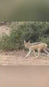 👉 Jackal, Python and Honey Badger: Nature’s Most Unexpected Battle!