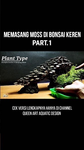 Here's How To Install Moss In Bonsai Aquascape