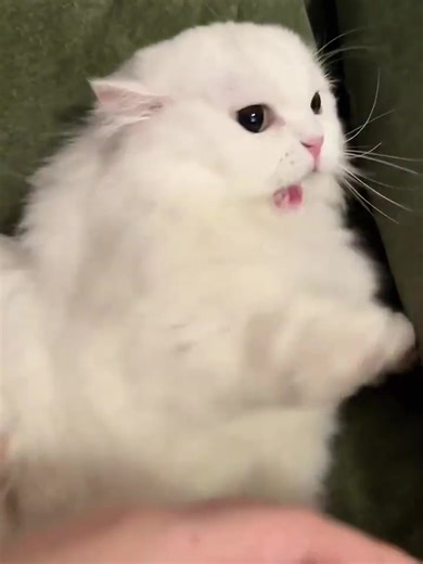 Rub my belly, I dare you! 😼