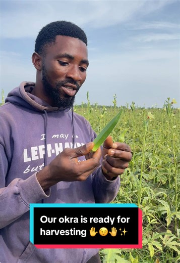 Organic Okra Update: Harvesting from Our 8-Acre Paradise