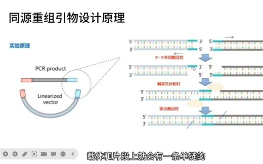 【一学秒会，学姐教你做实验】同源重组引物设计原理、注意事项及其软件使用