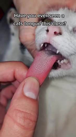 Close-Up of a Cat's Tongue | Satisfying Veterinarian Video
