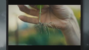 Mysteries of Oak Tree Roots Unearthed: How Deep Do They Really Go?