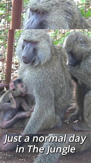KENYAN BABOONS (MOM,A FRIEND, AND A BABY)🐒🐵🐒🐵🐒🐵😘😍🤗#baboon #babybaboon #monkey #wildlife