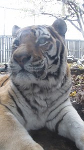 32K views · 1.5K reactions | This bath time edition of #TongueOutTuesday is brought to you by Pavel the Amur tiger!  #Funfact - a tiger’s tongue is covered in small, sharp hooks called papillae. This gives the tongue its rough, sandpaper-like texture, which serves as a comb to help in detangling and removing dirt from fur. | Indianapolis Zoo | Facebook