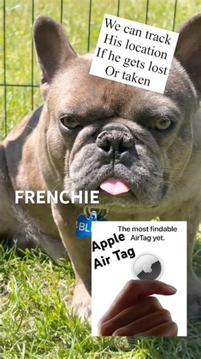 FRENCHIE APPLE AIR TAG KEEP YOUR FRENCH BULLDOG SAFE #frenchbulldog #frenchie #airtag #appleairtag