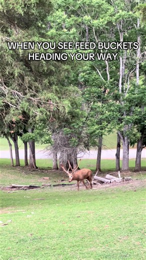 Our Pere Davids LOVE a good snack break!! We are closed for the season but we can’t wait to see you when we re-open in March!!#ZoofariParks #virginiasafaripark #visitvirginia #trending