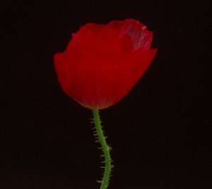 Scarlet Poppy Cologne Intense