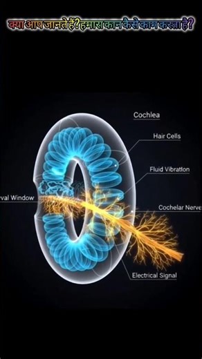 How does our ear work?" #facts #trending #viral #shorts#facts #education#ytshorts