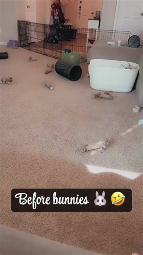 Litter Training Rabbits: Cute Progress and Challenges