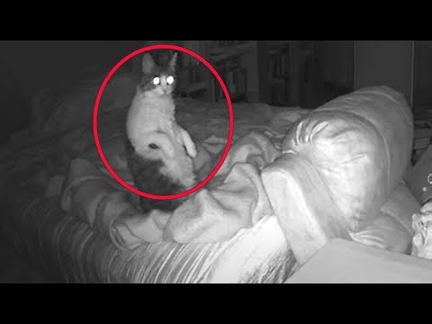 Can Cats See Ghosts? Science, Faith & Folklore Explained