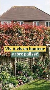 Trained Photinia? The solution for blocking a high-level view from neighbors