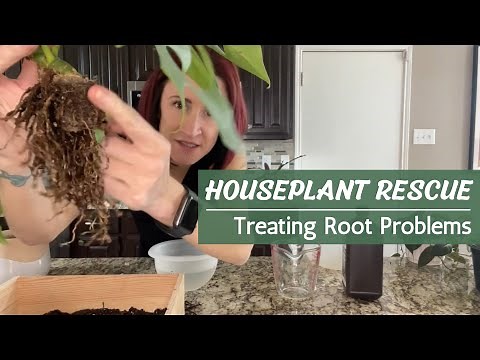 Houseplant Rescue! | How to Save a Plant from Root Rot and Other Root Issues