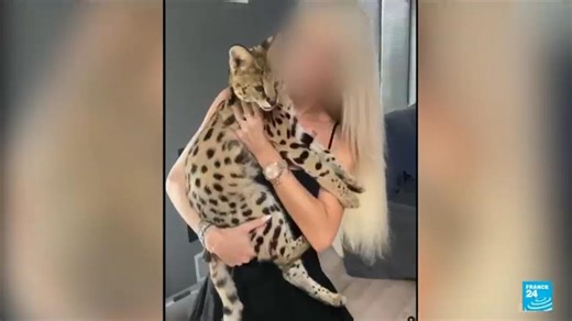 Global wildlife trafficking: Endangered felines found in Paris apartments