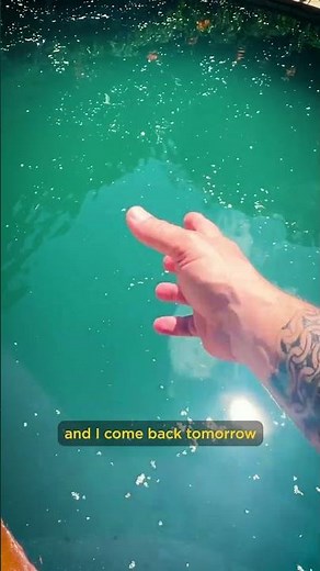 AquaDoc Copper Formula Algaecide for Pools