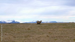 Sheared sheep standing alone in Iceland farm mountain background landscape
