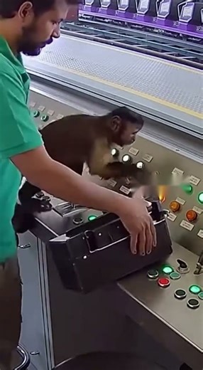 Security Camera Catches Monkey Operating Roller Coaster Controls 🎢🐒